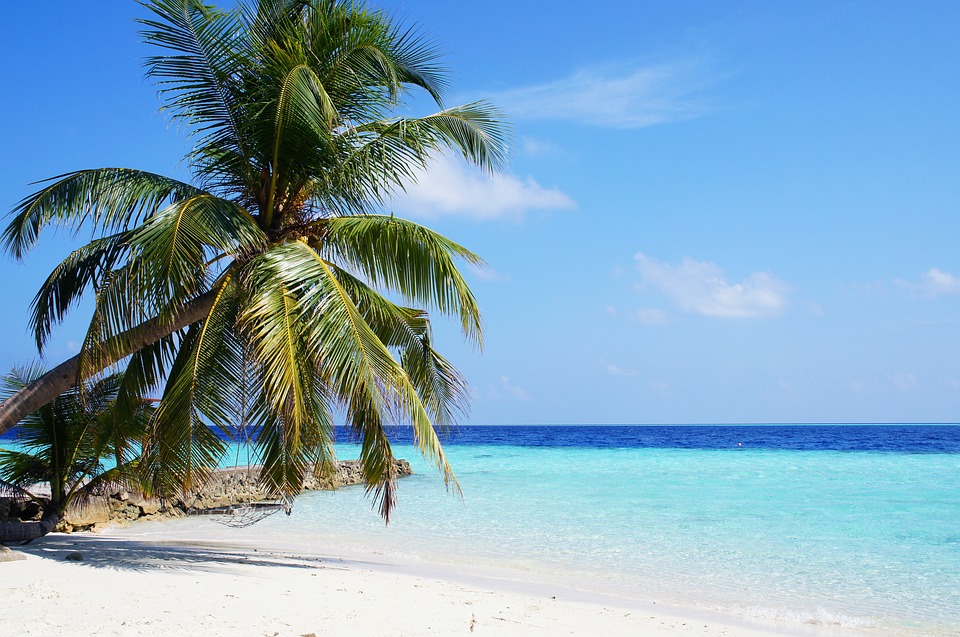 The Best Travel Rewards Credit Card Course offered by top US travel hacker, Points with Q: image of Maldives Beach Tree