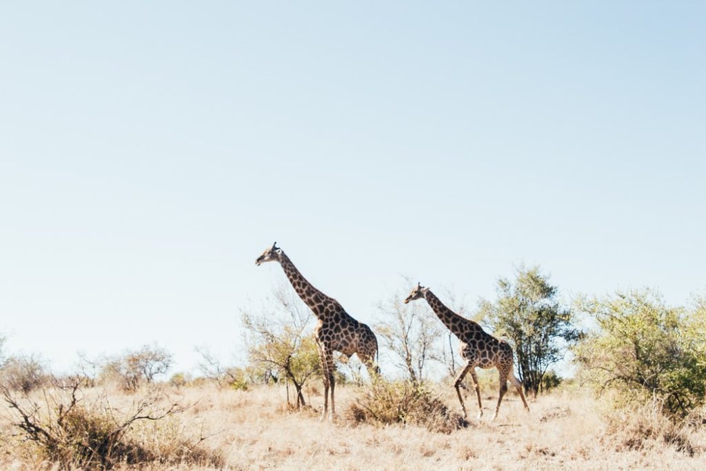 Best Ways to Fly to South Africa featured by top US travel hacker, Points with Q: Image of Giraffes Kruger National Park South Africa