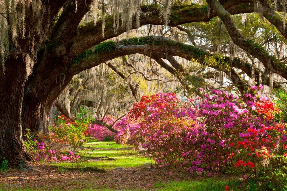 Charleston Gardens Grand Bohemiam Marriott