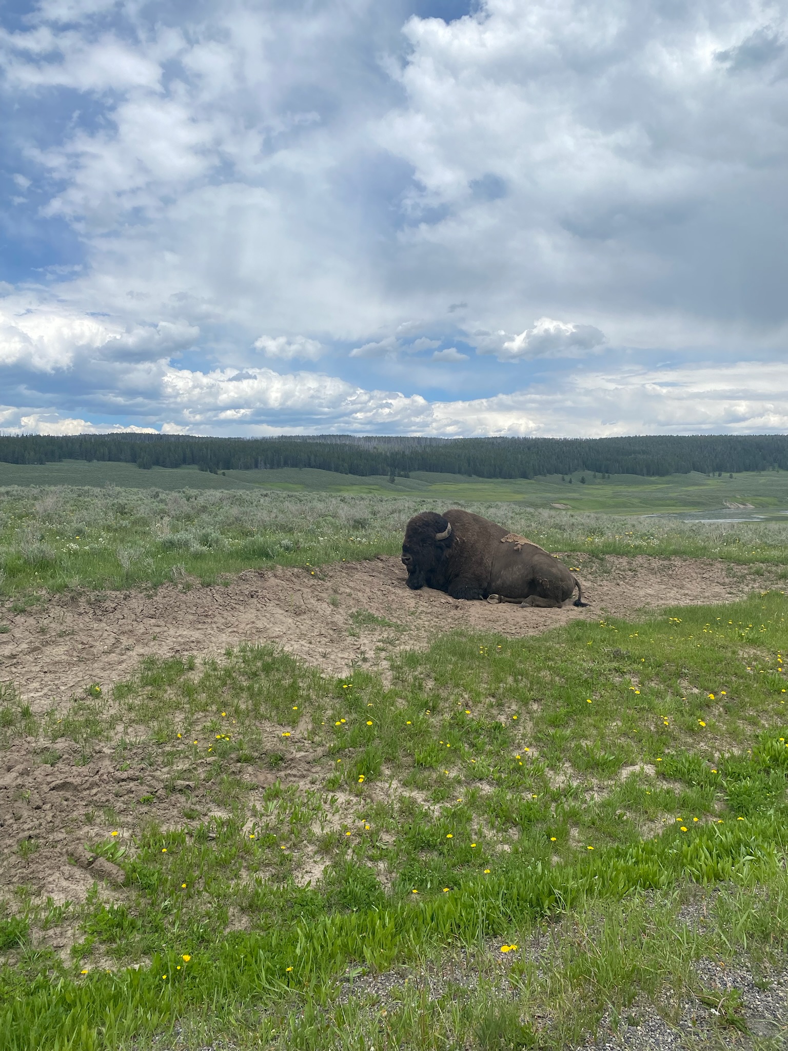 Yellowstone National Park Bison