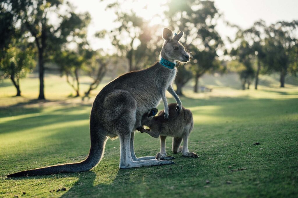 australia, kangaroo, outback-1180394.jpg
