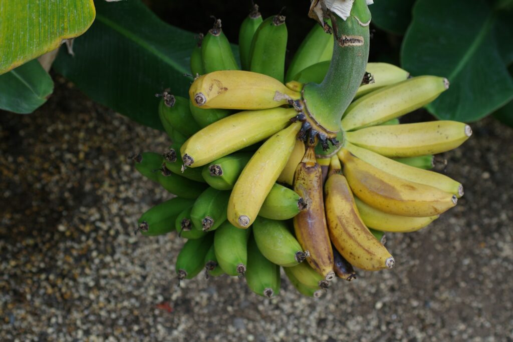 A bunch of bananas hanging from a tree